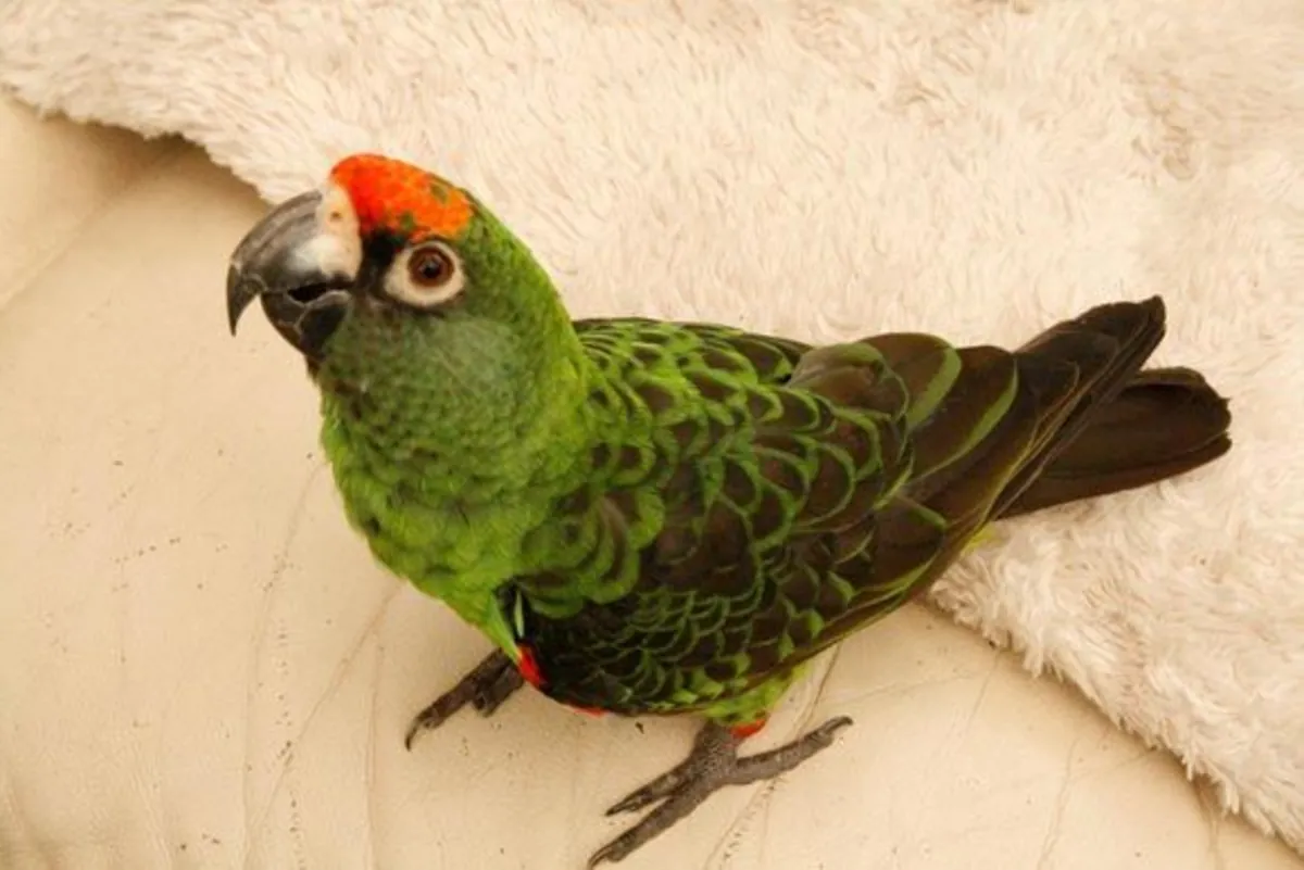 Jardine Parrot for Sale | Calm, observant | For an experienced owner