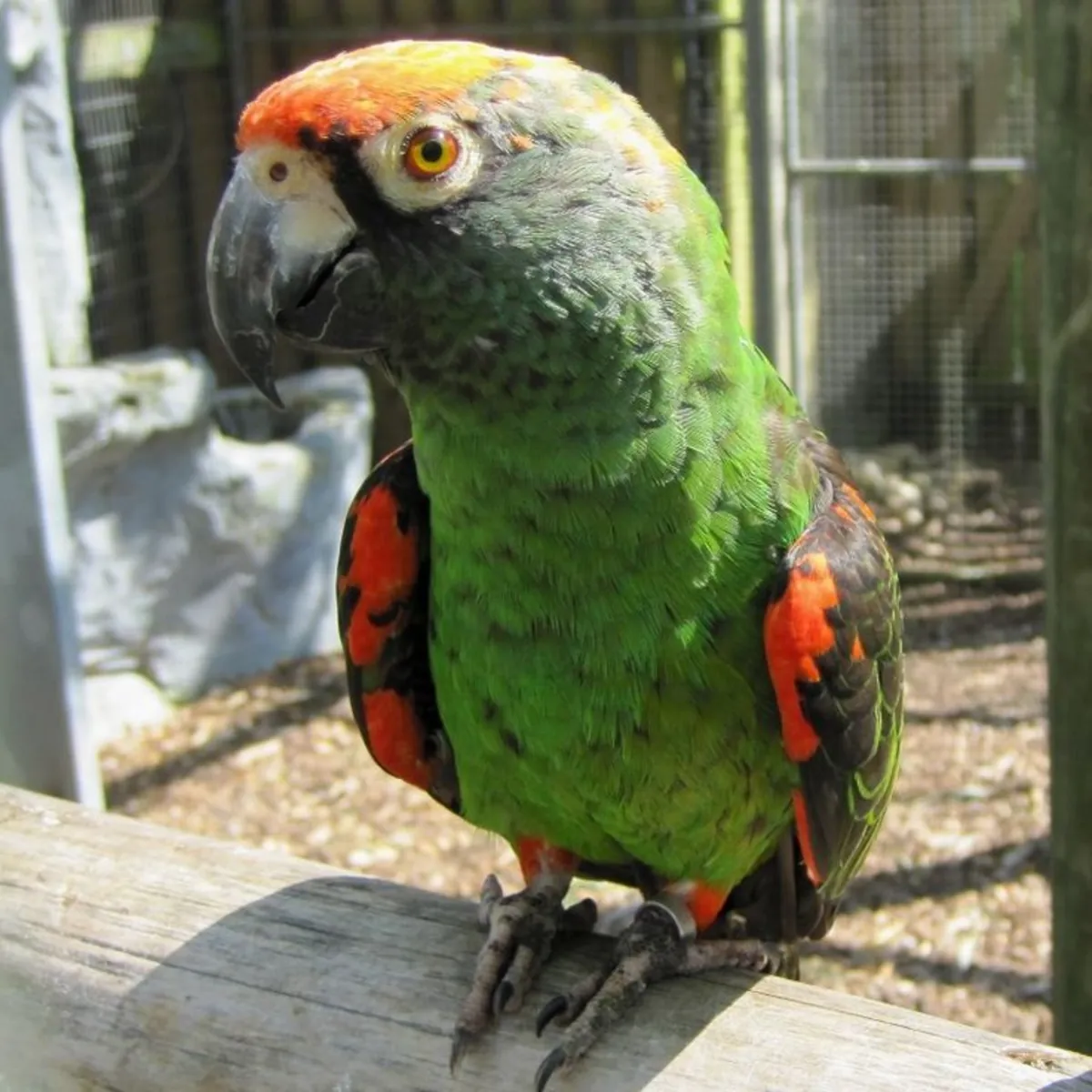 Jardine Parrot for Sale | Calm, observant | For an experienced owner