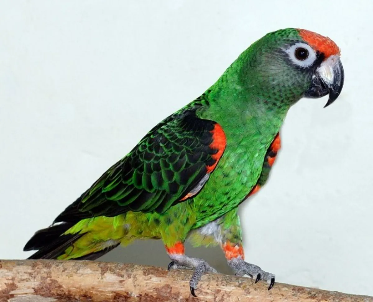 Jardine Parrot for Sale | Calm, observant | For an experienced owner