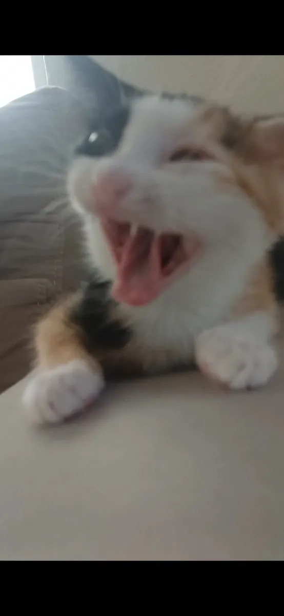 我想为这些漂亮可爱的猫咪找到新家。