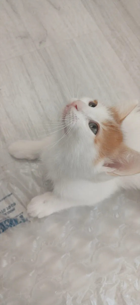 我想为这些漂亮可爱的猫咪找到新家。