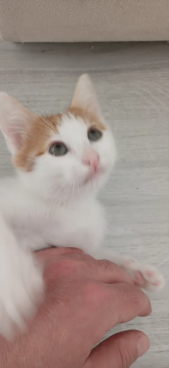 我想为这些漂亮可爱的猫咪找到新家。