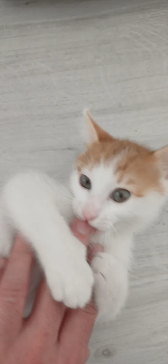 我想为这些漂亮可爱的猫咪找到新家。