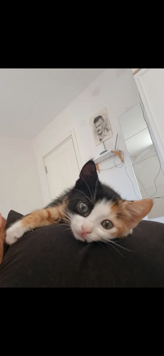 我想为这些漂亮可爱的猫咪找到新家。