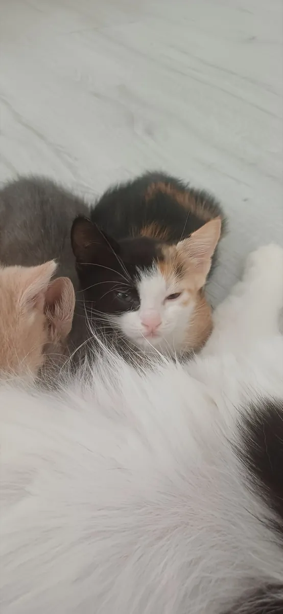 我想为这些漂亮可爱的猫咪找到新家。