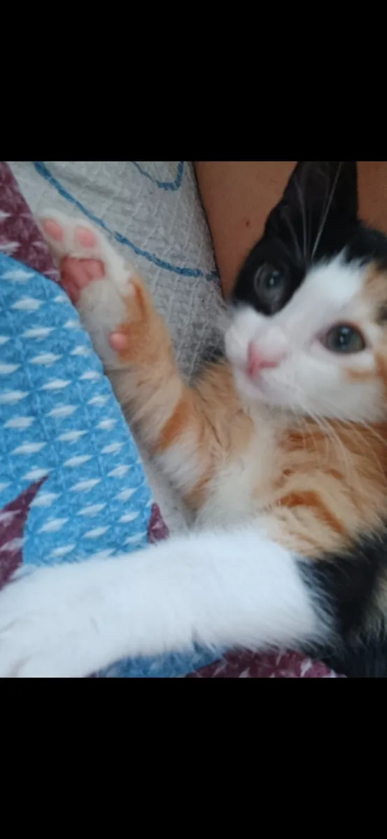 我想为这些漂亮可爱的猫咪找到新家。