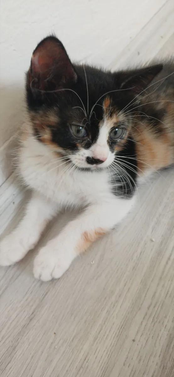 我想为这些漂亮可爱的猫咪找到新家。