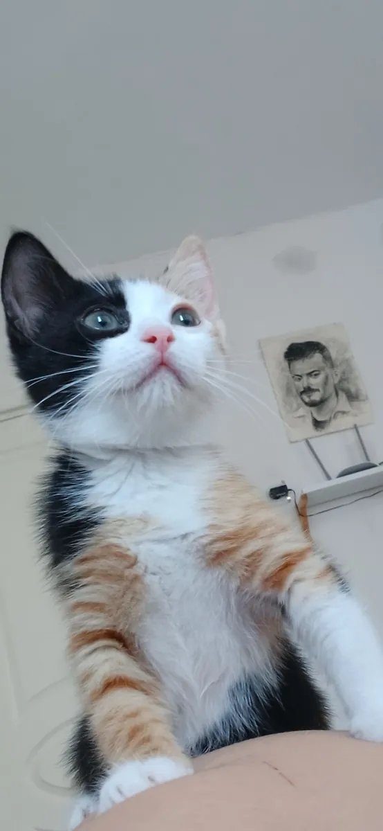 我想为这些漂亮可爱的猫咪找到新家。