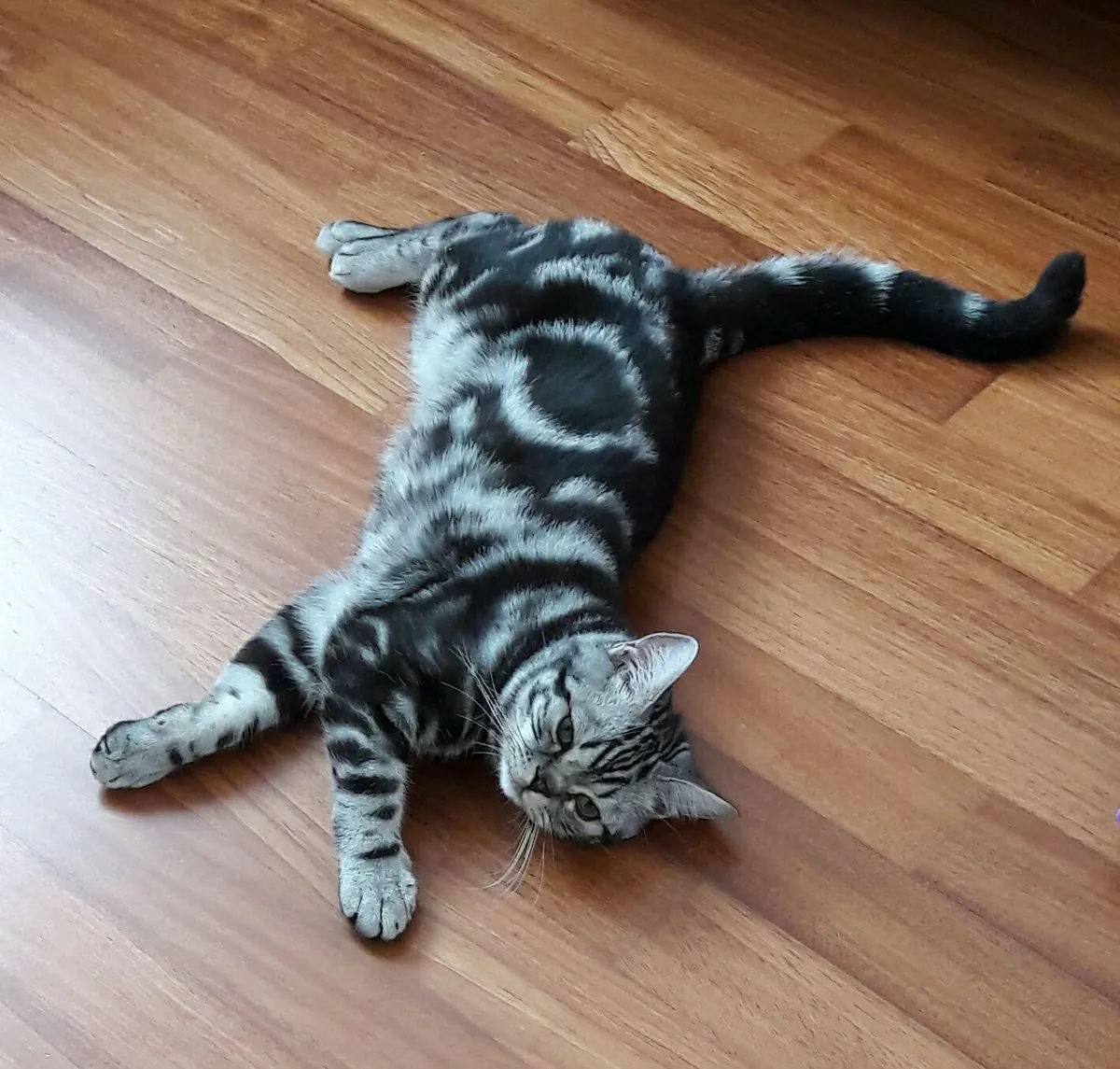 Sokoke en venta | Muy observador, carácter natural | No es un gato común