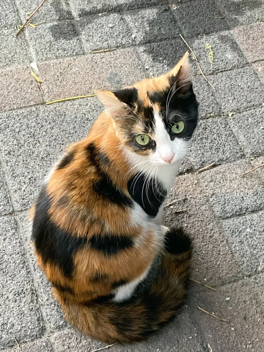 Bobtail japonais à vendre | Actif et expressif | Idéal pour une famille dynamique