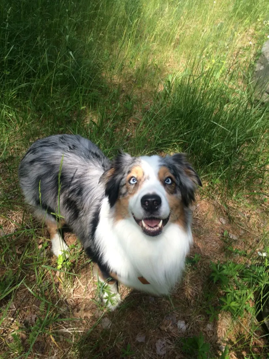 Australian Shepherd for sale | Very intelligent, people-oriented | Requires time and commitment