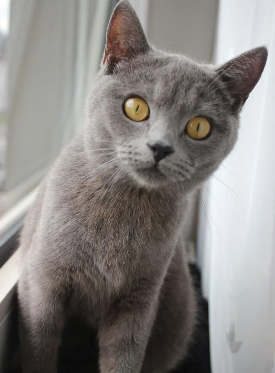 Chartreux cat for adoption | Calm, discreet, very affectionate | Seeking a peaceful home
