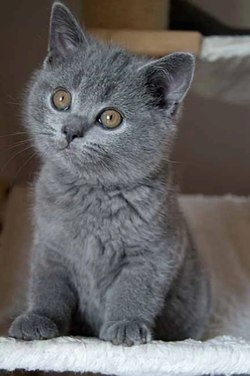 Chartreux cat for adoption | Calm, discreet, very affectionate | Seeking a peaceful home