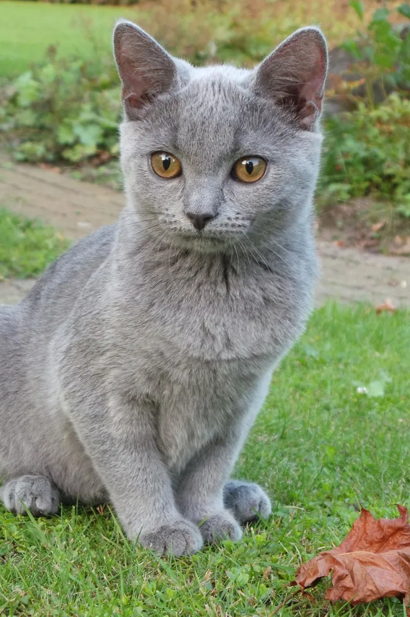 Chartreux cat for adoption | Calm, discreet, very affectionate | Seeking a peaceful home