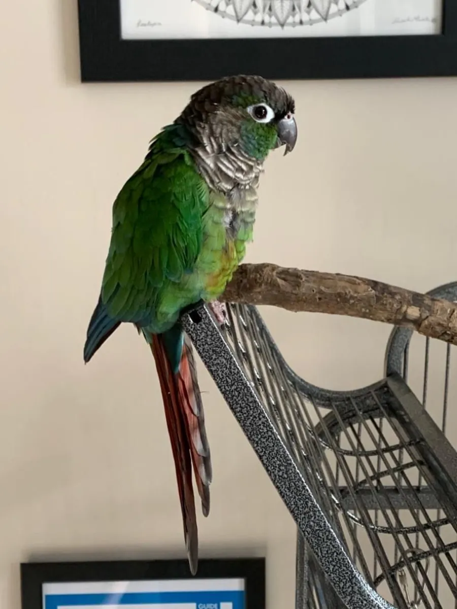 Lost Green-cheeked Conure | Very sociable | Help needed