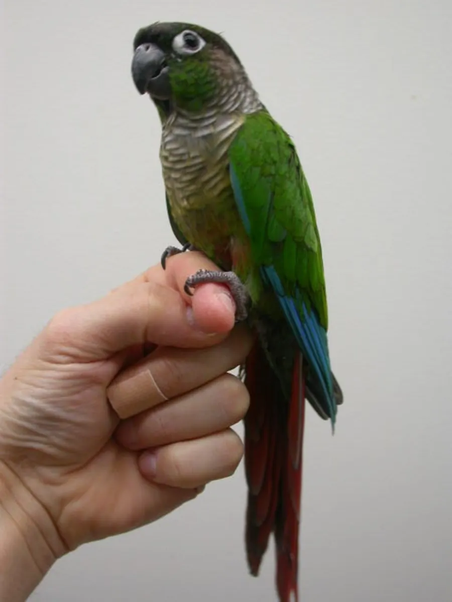 Lost Green-cheeked Conure | Very sociable | Help needed