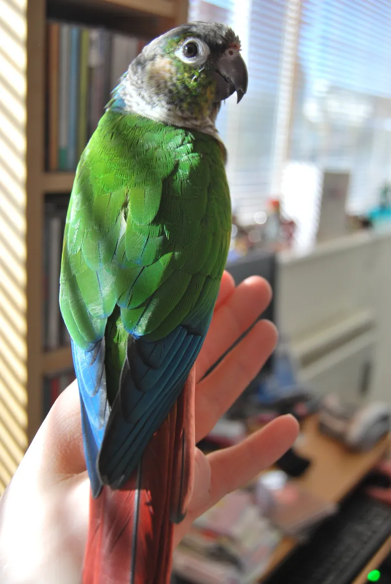 Lost Green-cheeked Conure | Very sociable | Help needed