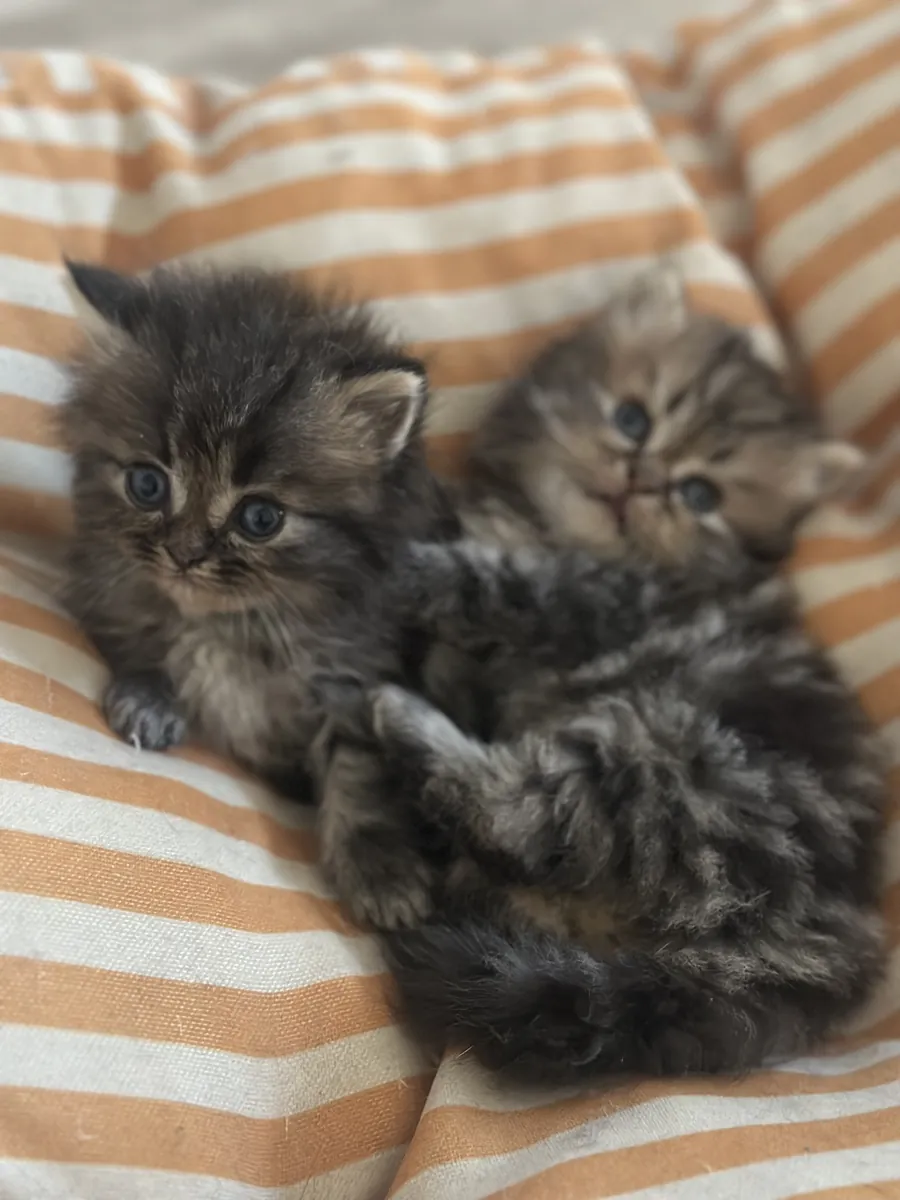 Les chatons de ma chatte
