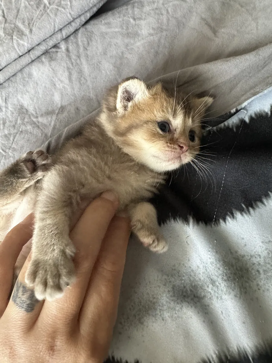 Les chatons de ma chatte