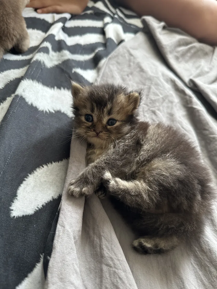 Les chatons de ma chatte