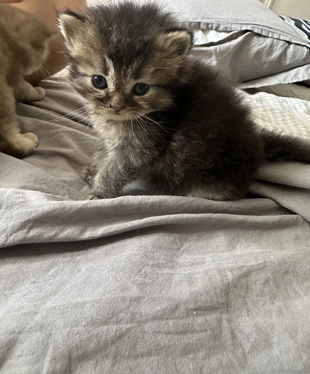 Les chatons de ma chatte