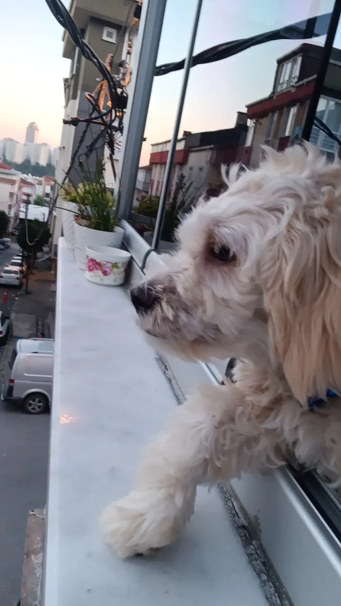 Cachorro Maltipoo de 8 meses