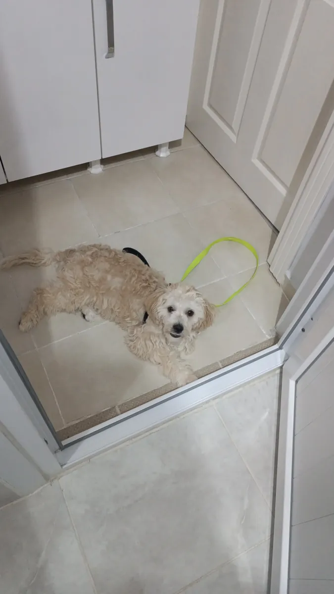 Cachorro Maltipoo de 8 meses