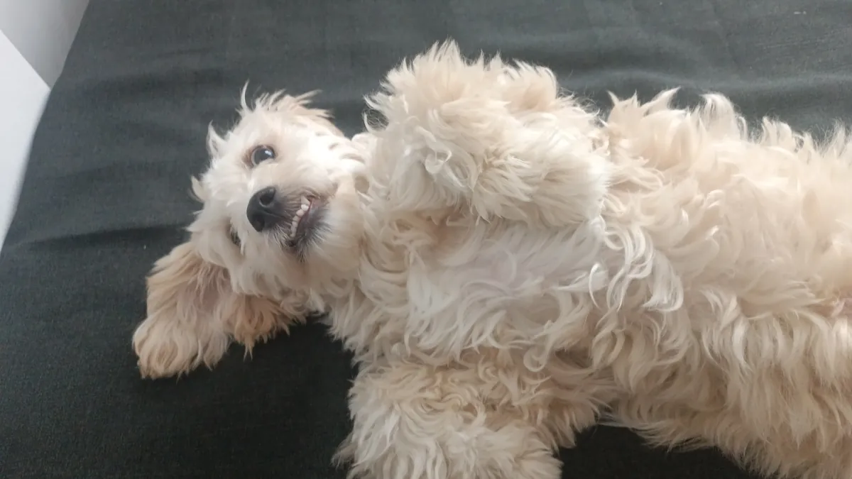 Cachorro Maltipoo de 8 meses