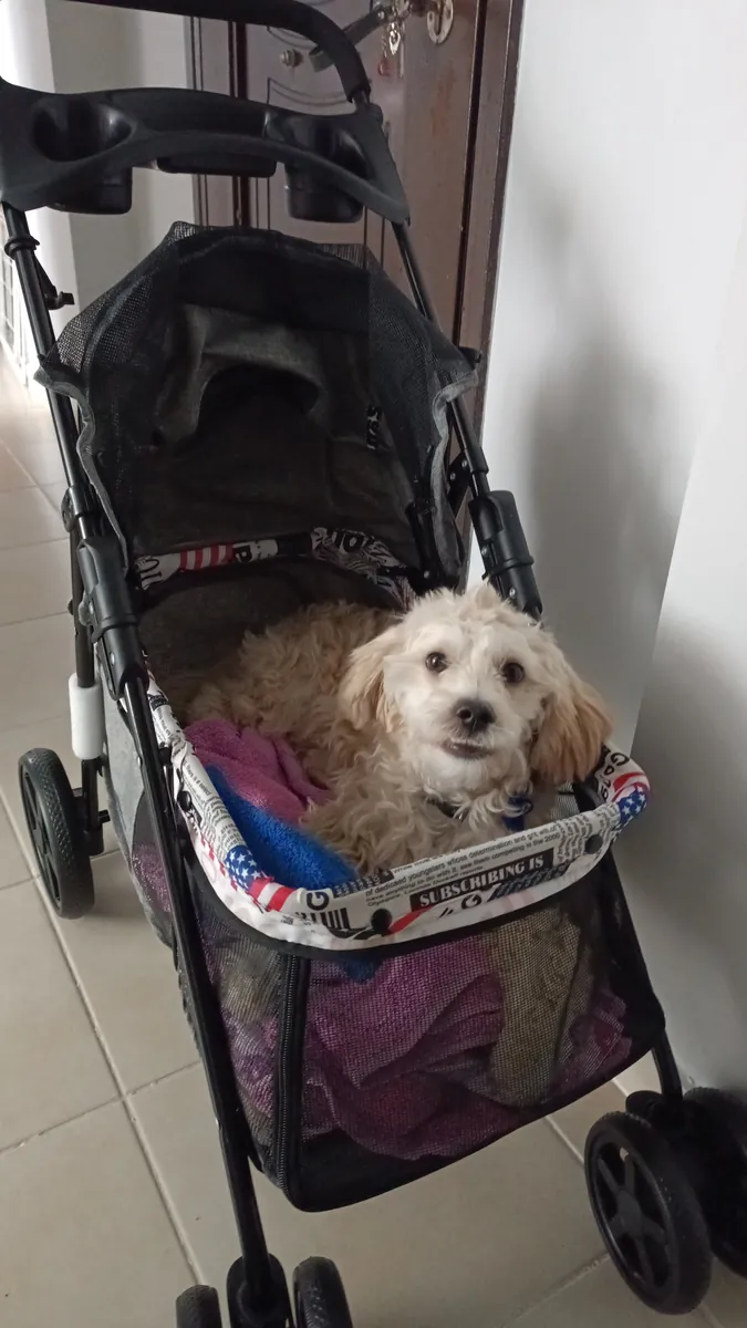 Cachorro Maltipoo de 8 meses