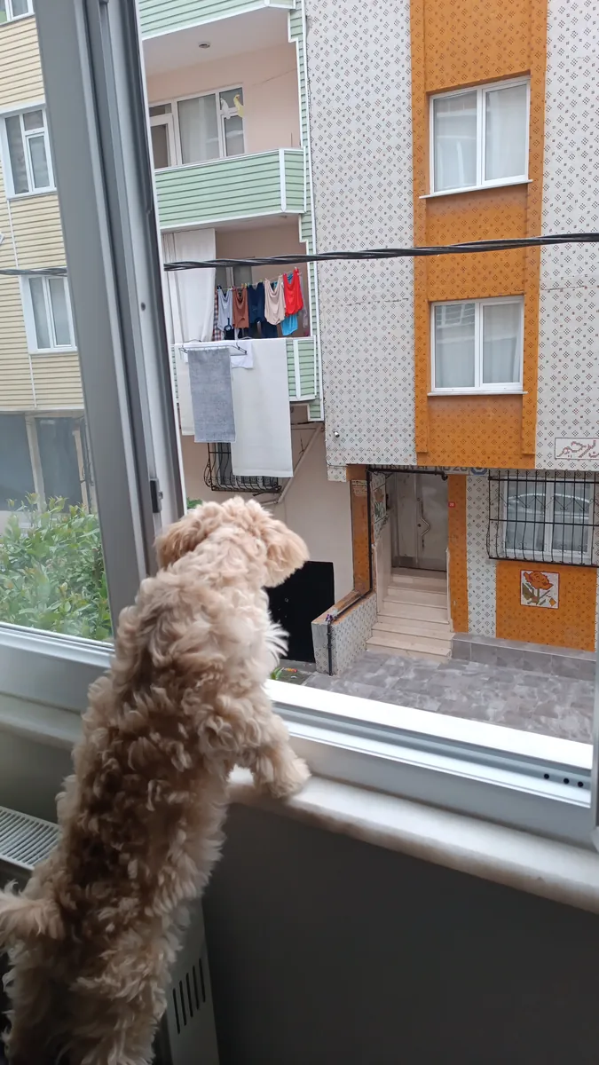 Cachorro Maltipoo de 8 meses