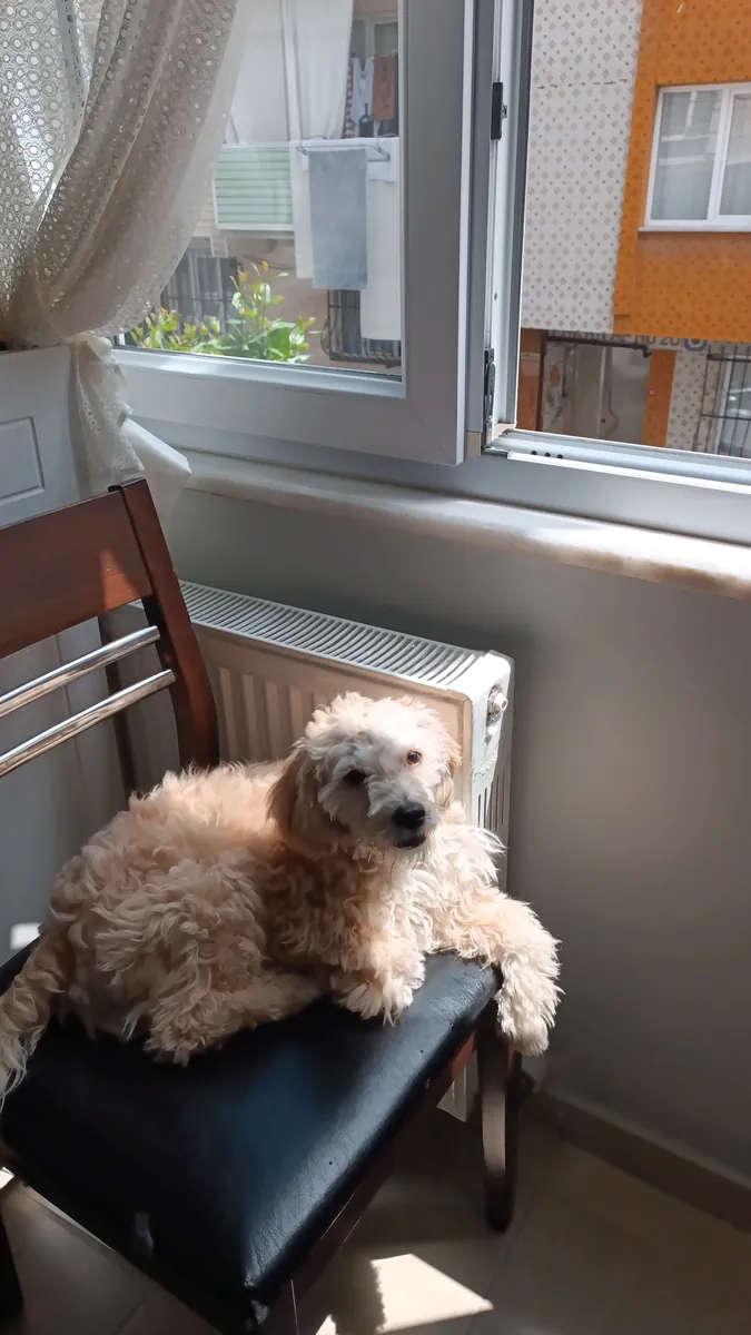 Cachorro Maltipoo de 8 meses