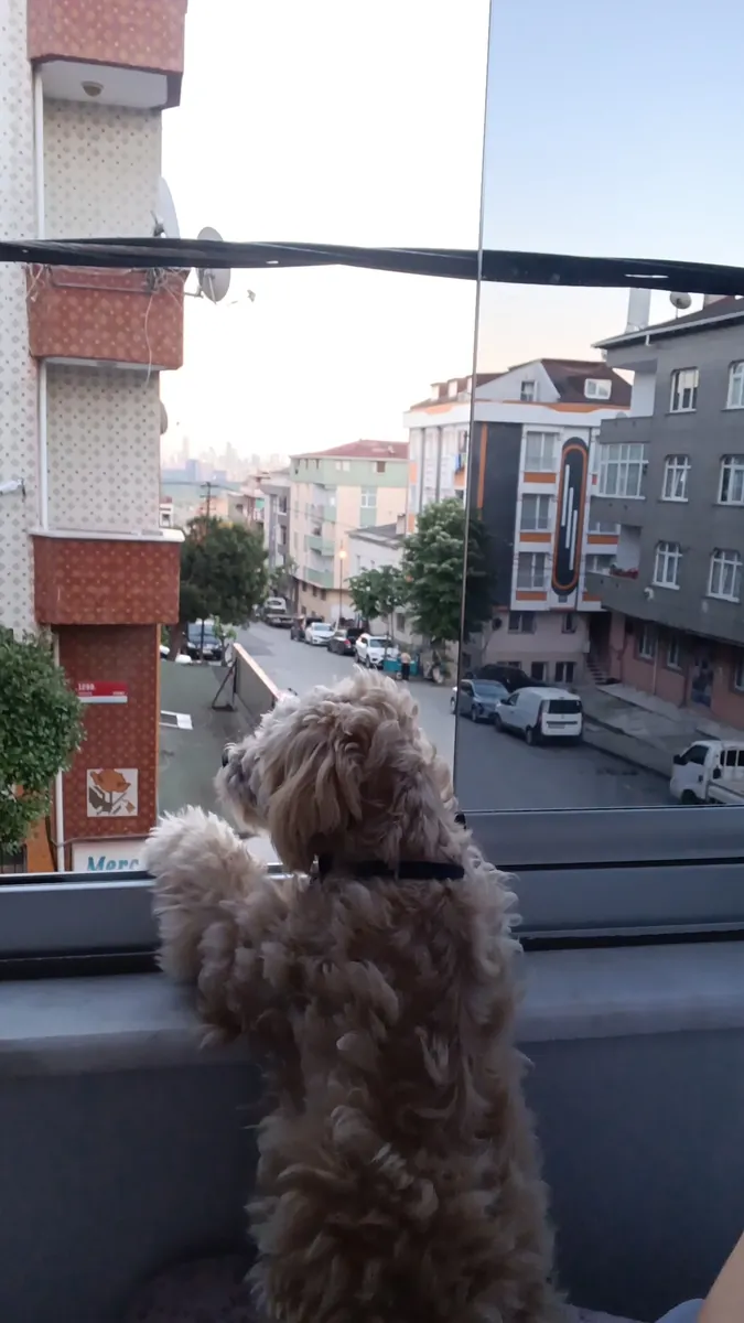 Cachorro Maltipoo de 8 meses