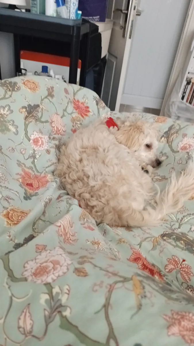 Cachorro Maltipoo de 8 meses