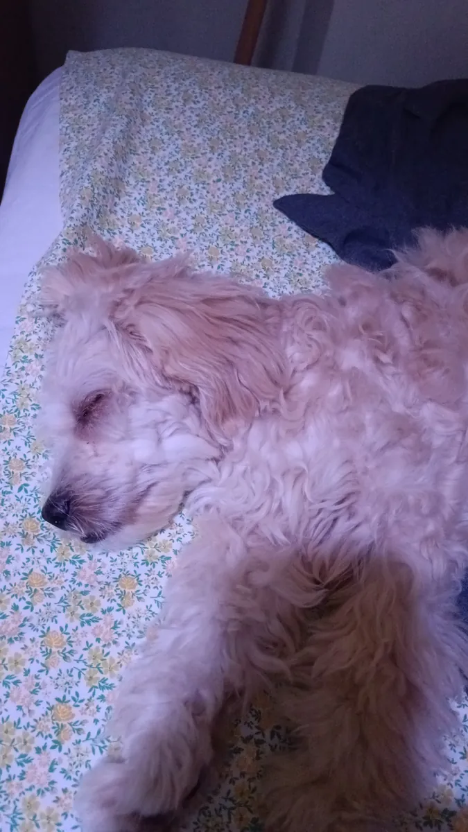 Cachorro Maltipoo de 8 meses