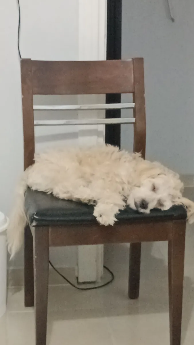 Cachorro Maltipoo de 8 meses