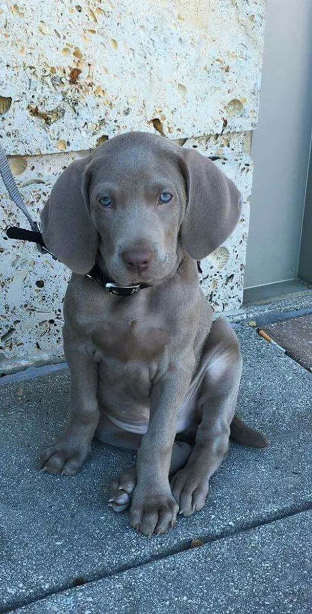 Weimaraner for Sale | Extremely Attached, Emotional | Needs a Real Bond