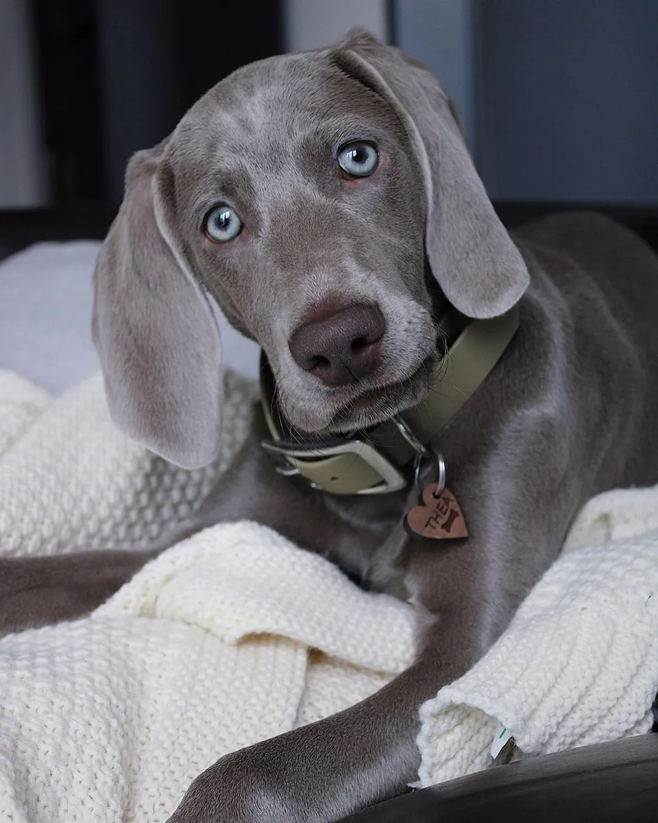 Weimaraner for Sale | Extremely Attached, Emotional | Needs a Real Bond