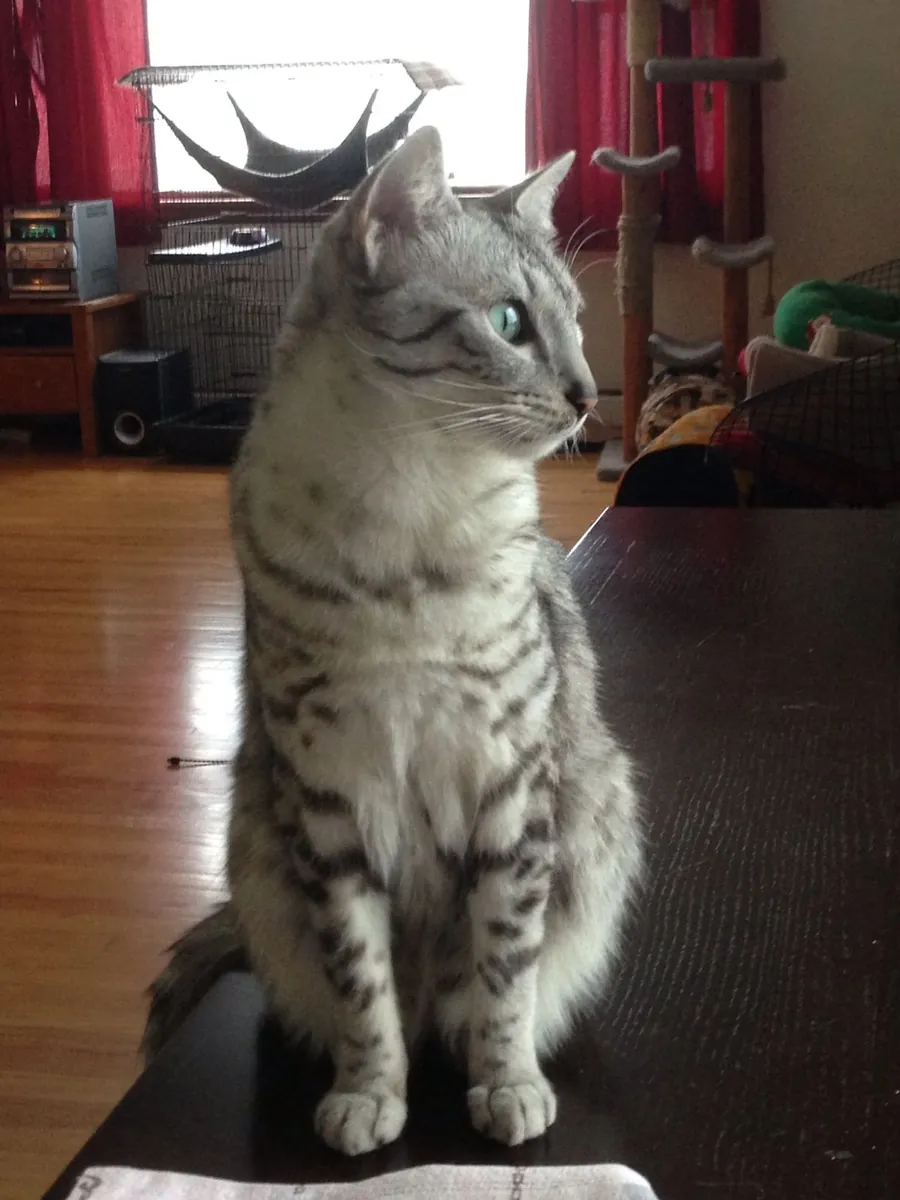 Egyptian Mau for Adoption | Alert, Loyal | Needs a Stable Home