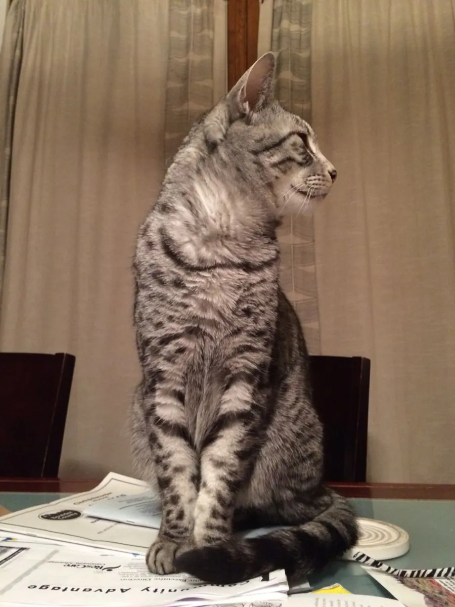 Egyptian Mau for Adoption | Alert, Loyal | Needs a Stable Home