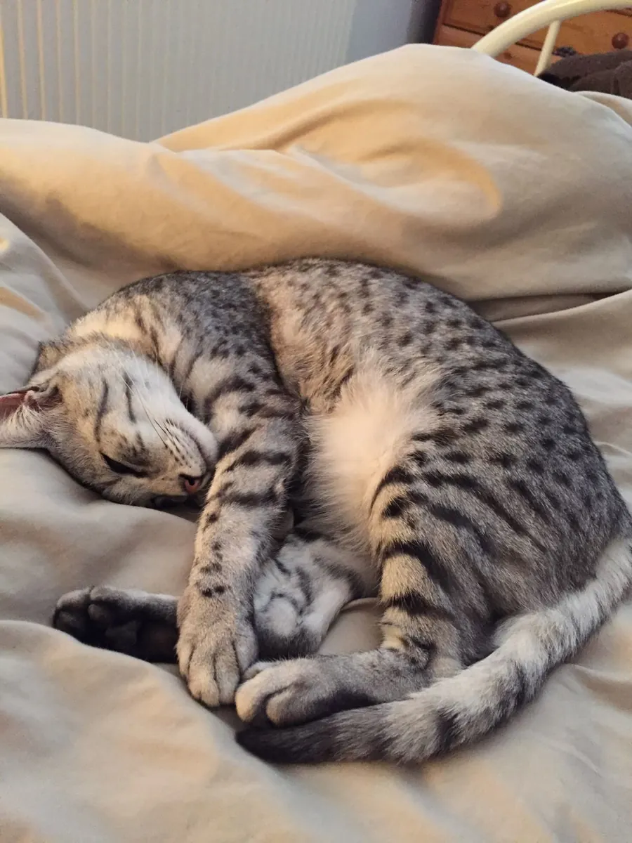Egyptian Mau for Adoption | Alert, Loyal | Needs a Stable Home