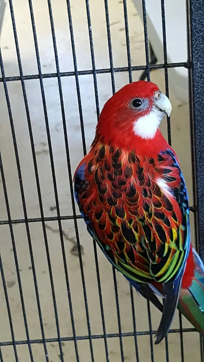 Rosella Parrot for Sale | Independent but Curious | Not for Beginners
