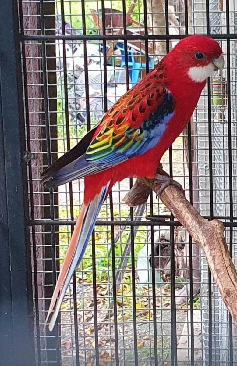 Rosella Parrot for Sale | Independent but Curious | Not for Beginners