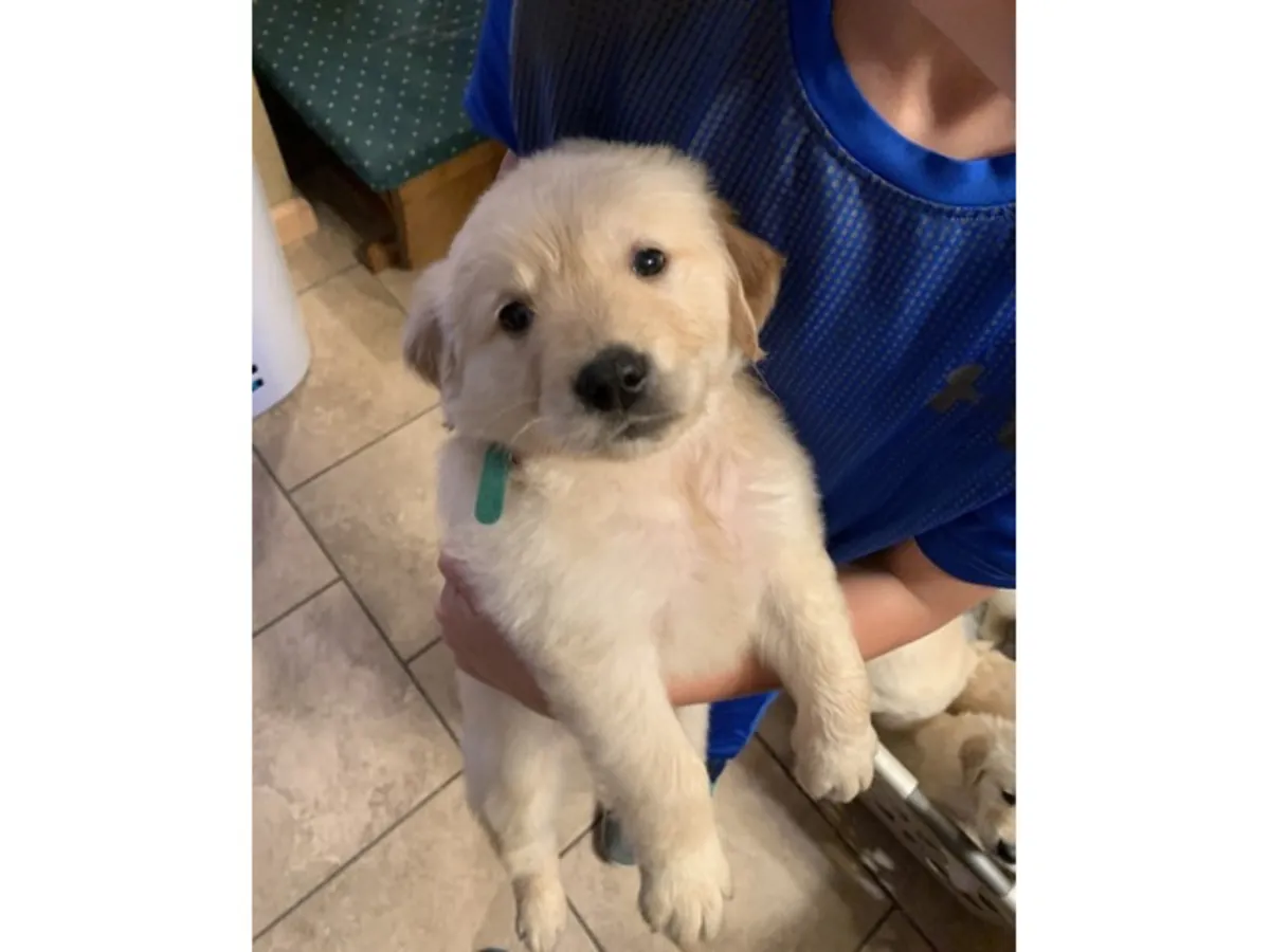 Kc Registered Labrador Puppies WhatsApp +447393160284