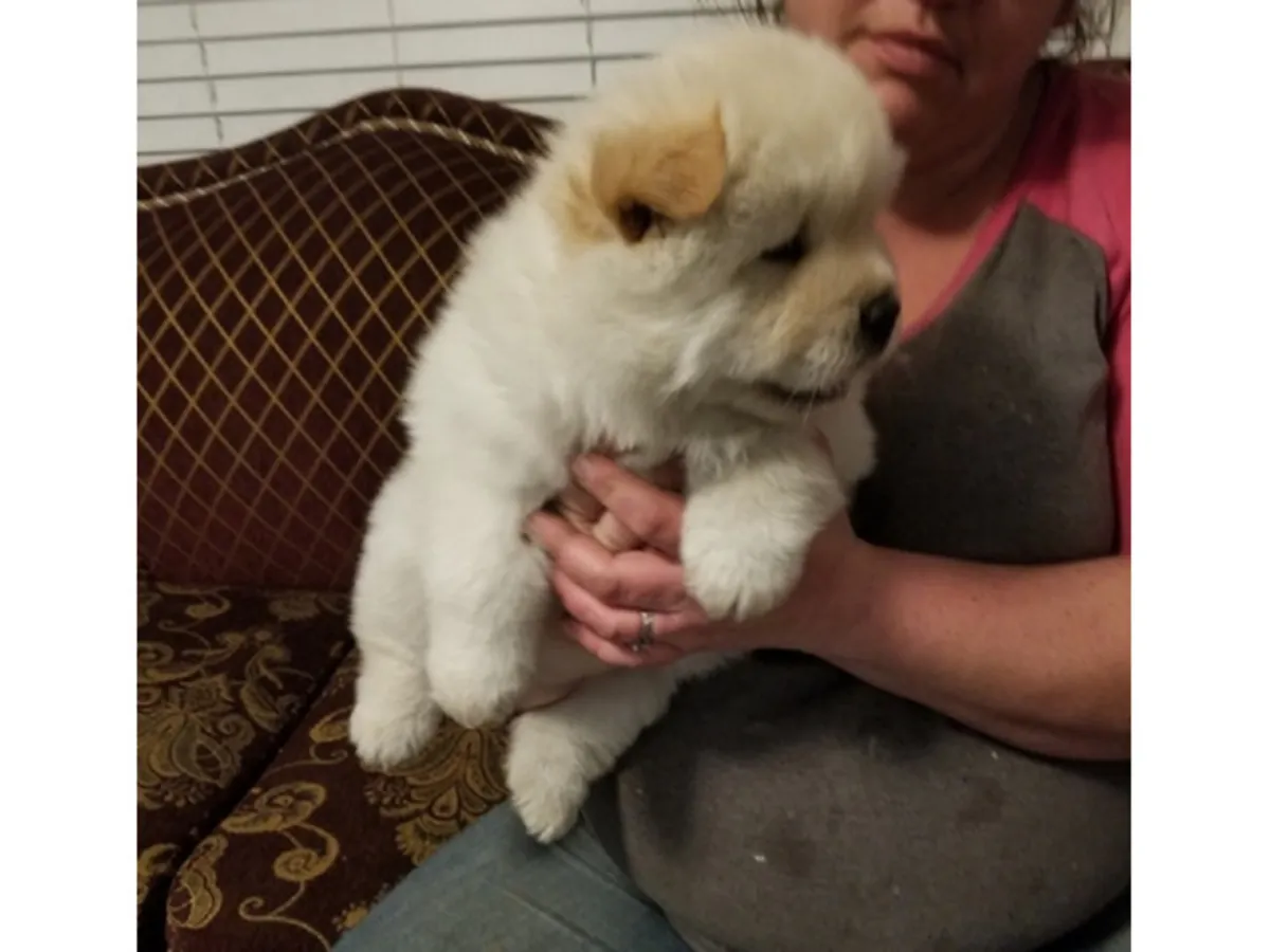 Cachorros Chow Chow WhatsApp +447393160284