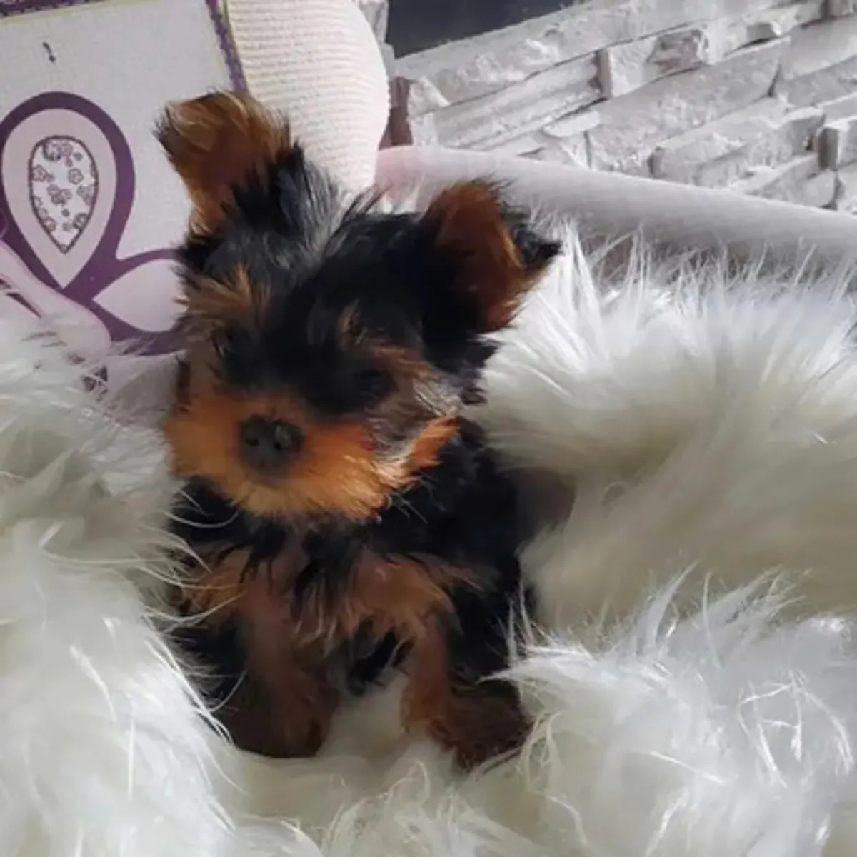 待领养的已登记约克夏幼犬，WhatsApp：+447393160284