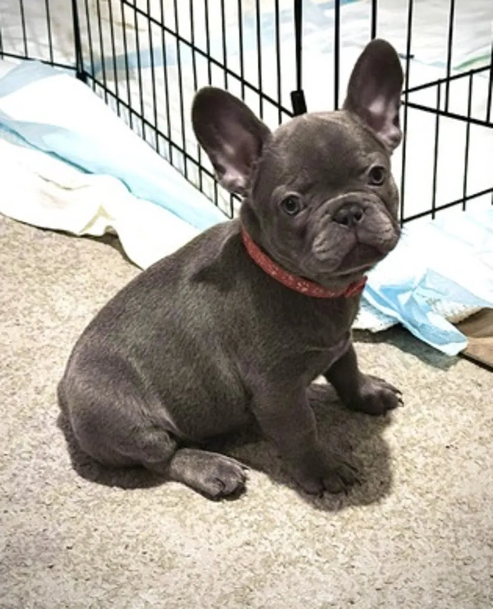 Cachorros de bulldog francés súper adorables listos para entrega inmediata. WhatsApp +447393160284