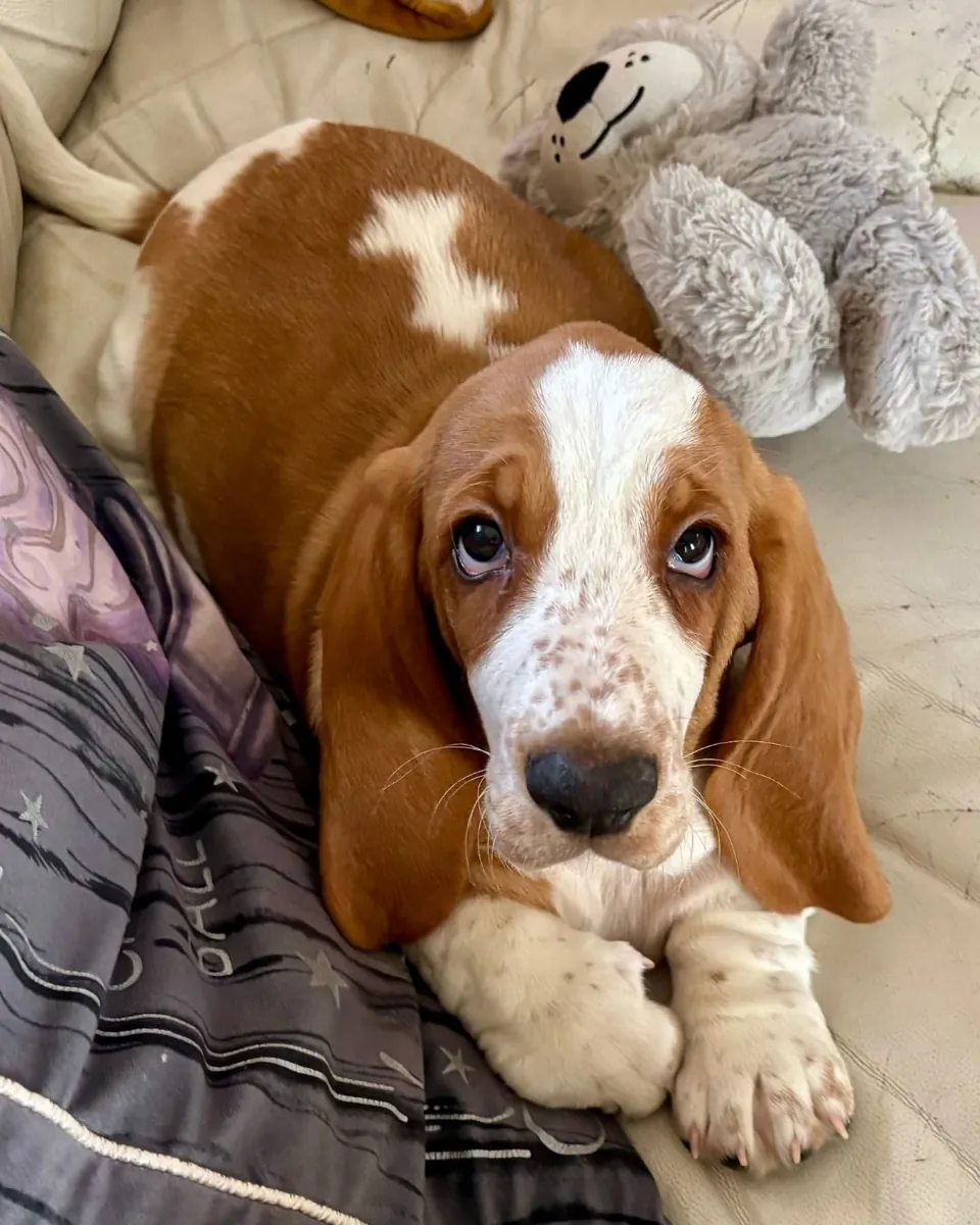 Satılık Basset Hound | Ağırkanlı, sabırlı | Sessiz evler için ideal