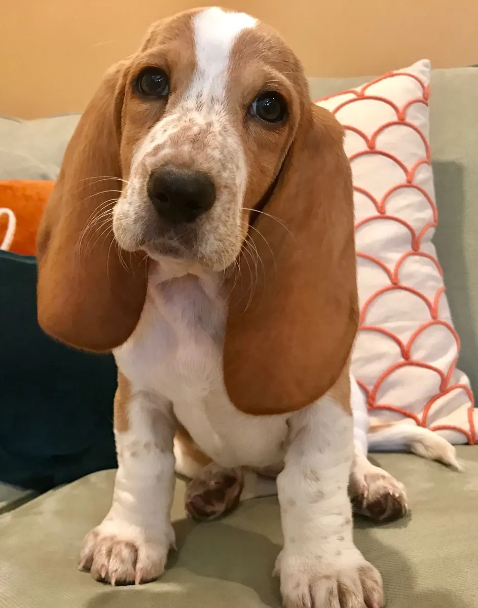 Satılık Basset Hound | Ağırkanlı, sabırlı | Sessiz evler için ideal