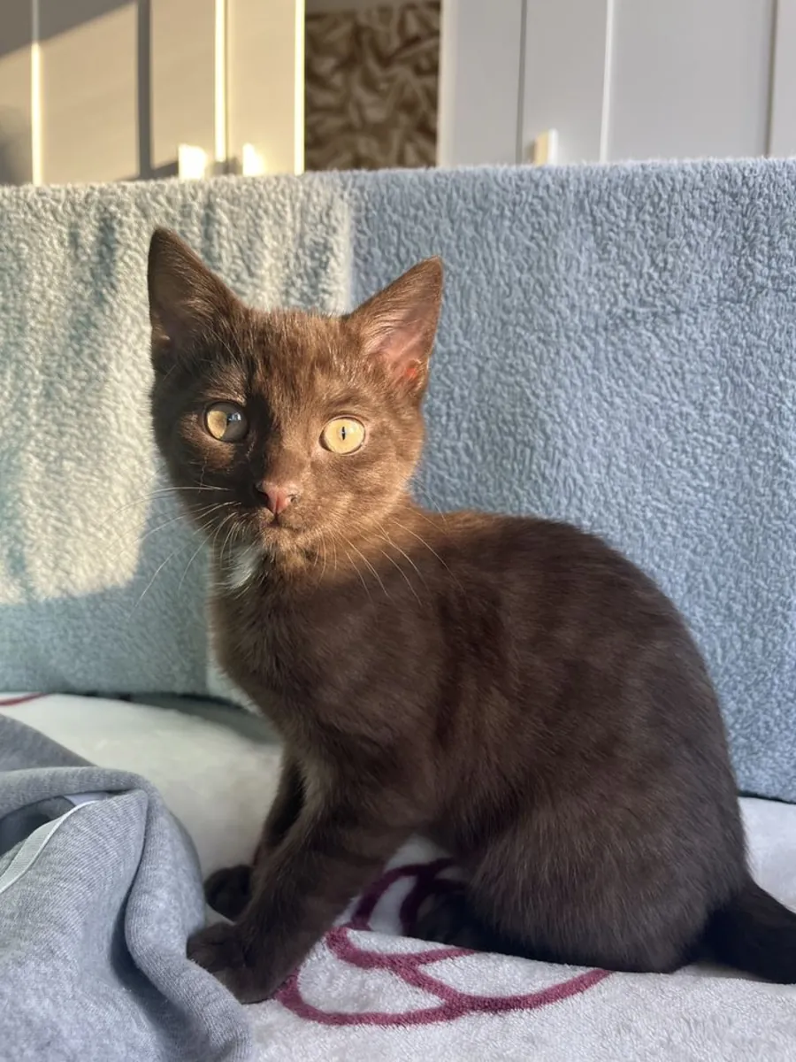 Havana Brown à vendre | Calme, émotive | S'attache très à une seule personne