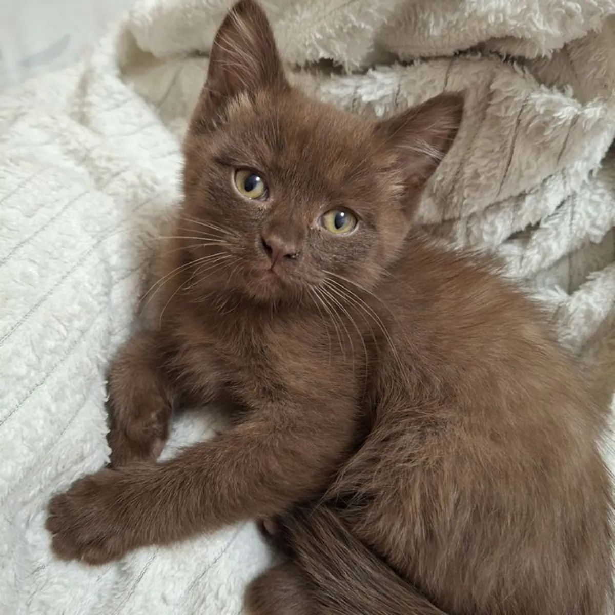 Havana Brown à vendre | Calme, émotive | S'attache très à une seule personne